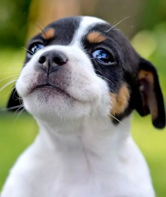 Jack Russel - Foto 2
