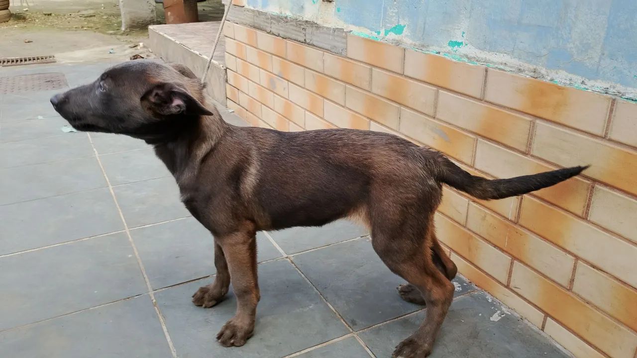Pastor malinois  - Foto 5