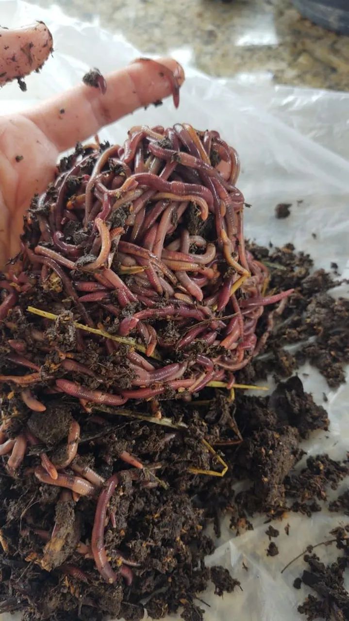 Vendo Minhocas Vermelhas Californianas 