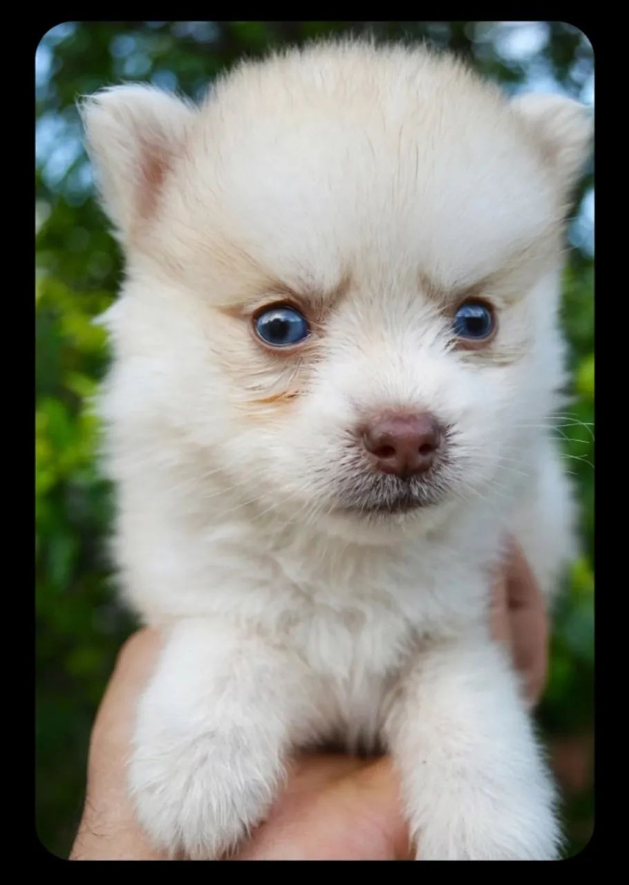 Pomsky F2 mini original  - Foto 2