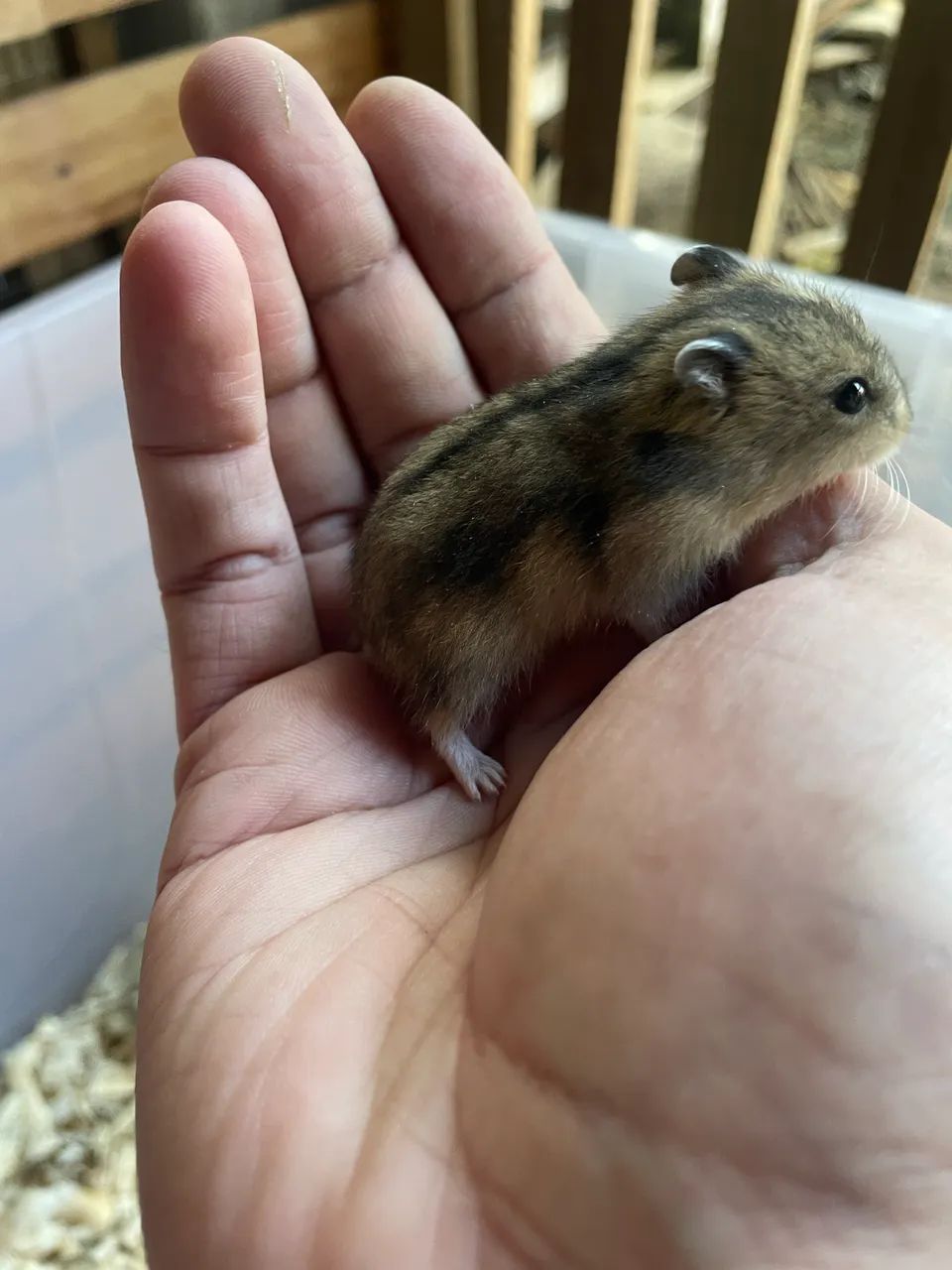 Hamster filhotes - Foto 5