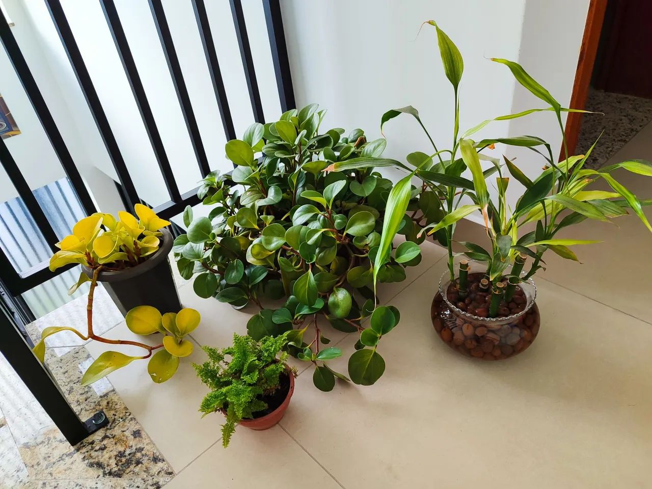 Lote de plantas  - Foto 2