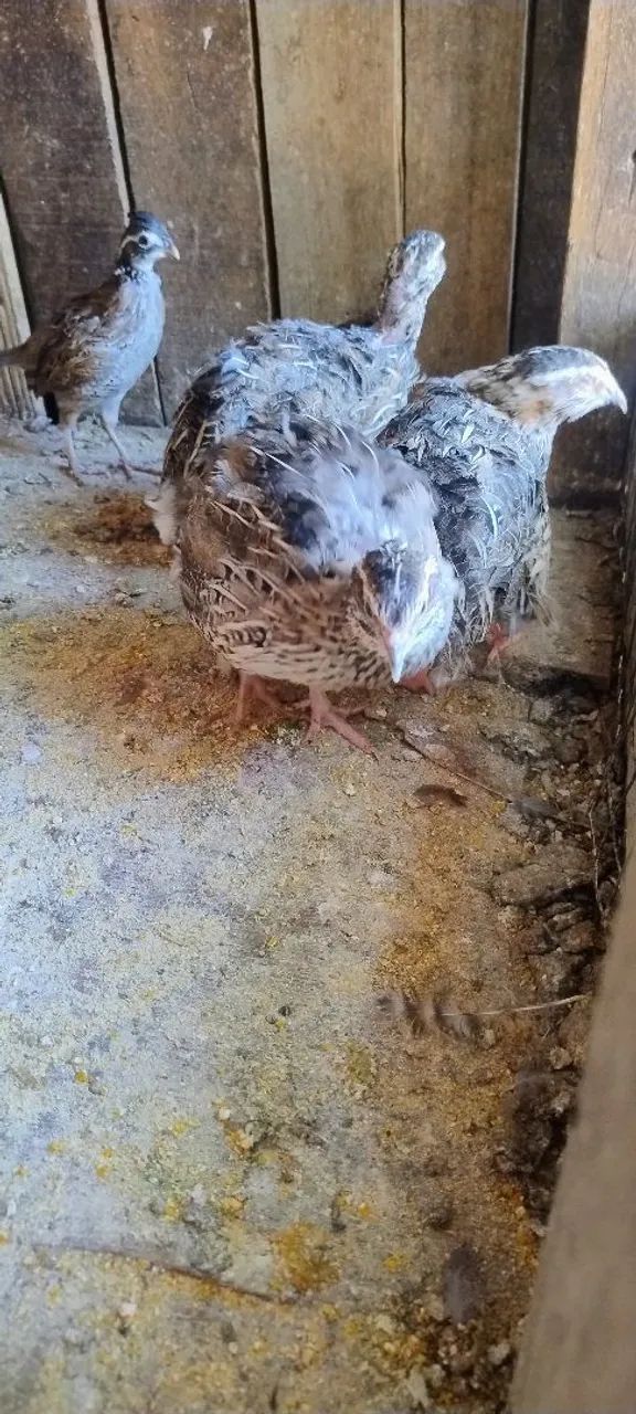 7 codornas gigantes adulta 