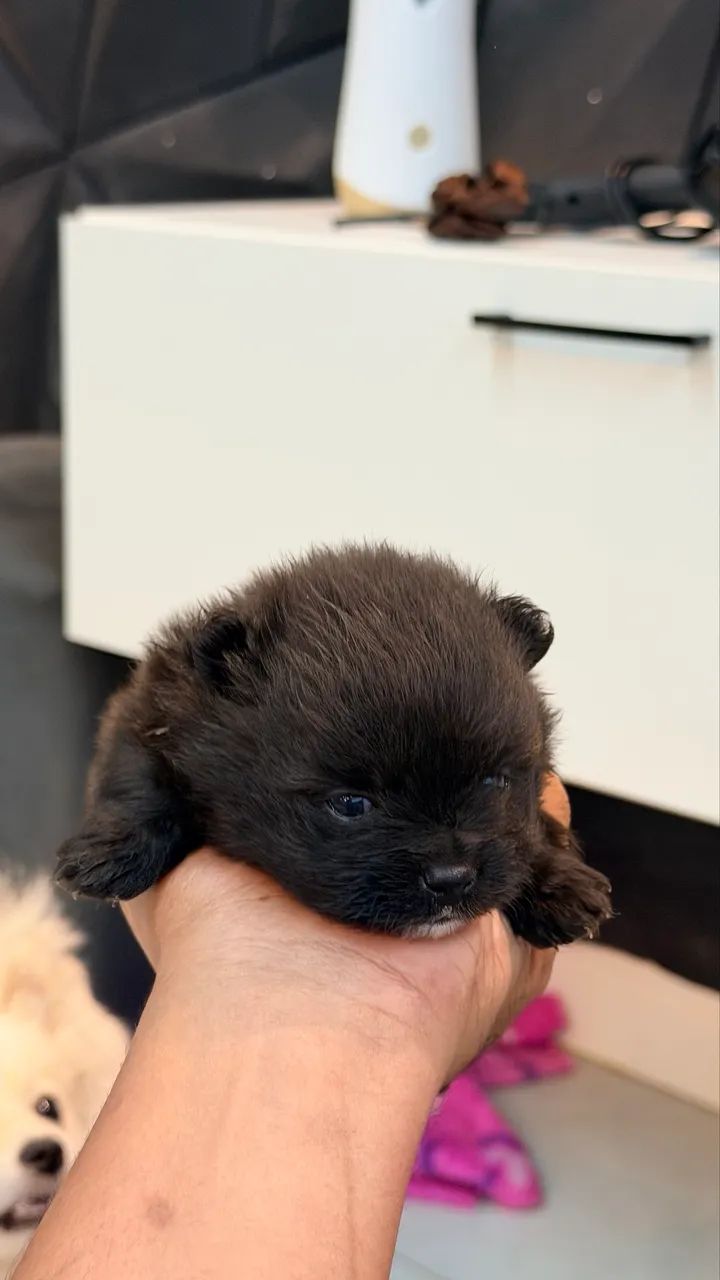 Spitz alemão LULU - Foto 4