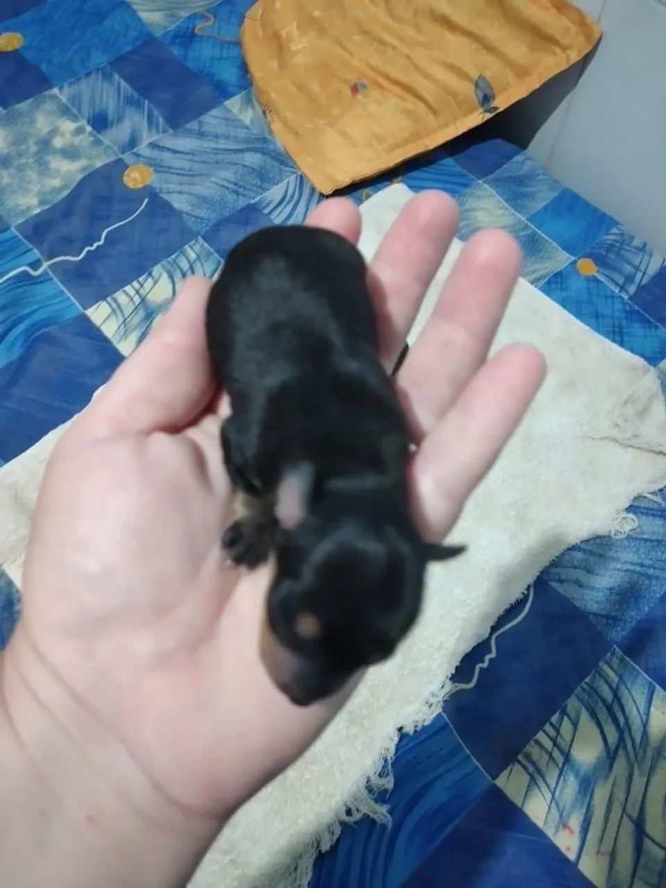 Pinscher  - Foto 2