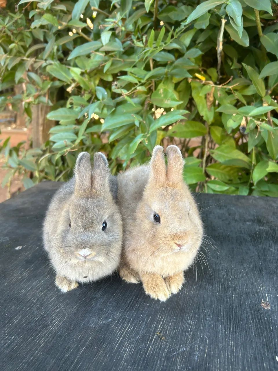 Netherland dwarf padrão pet 