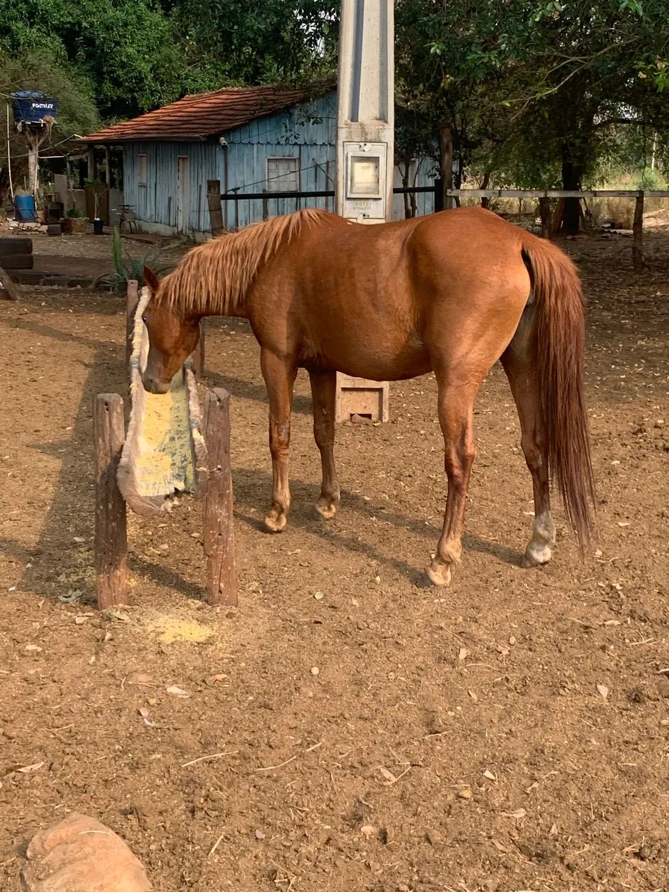 Égua  - Foto 4
