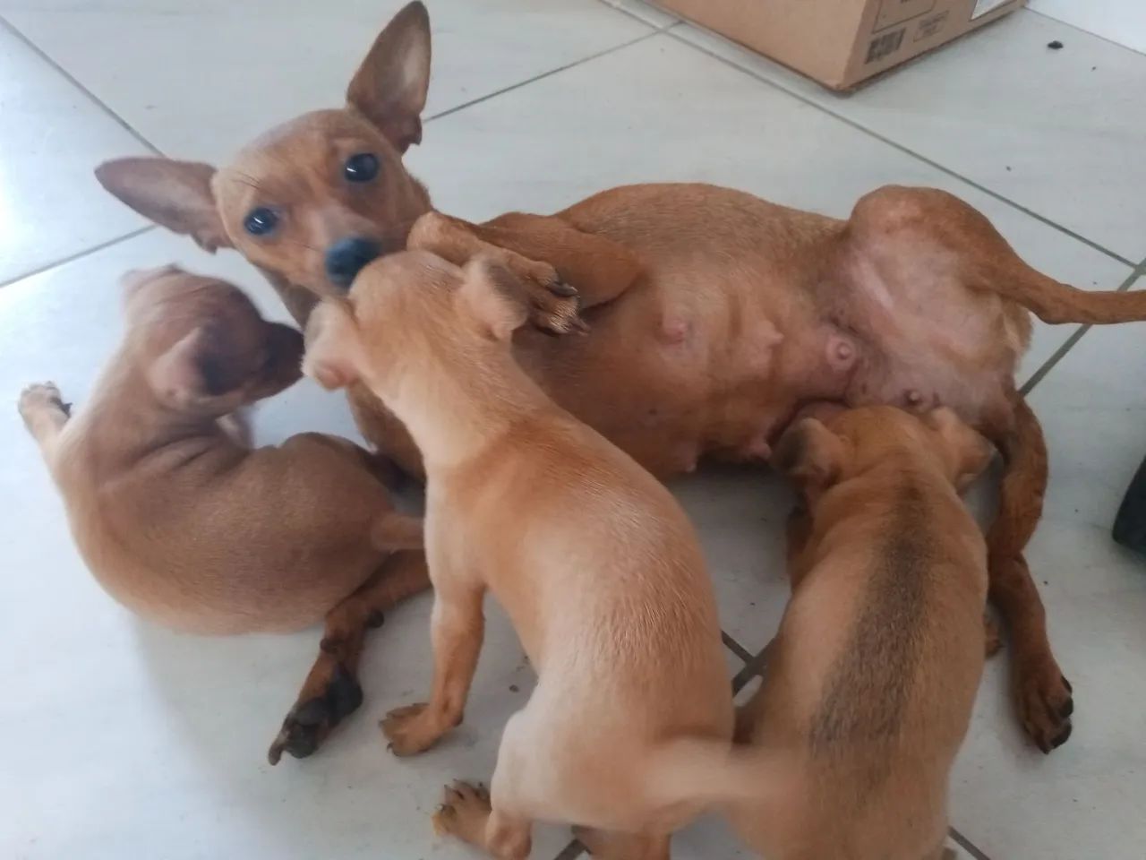 Cachorro pinscher  - Foto 2