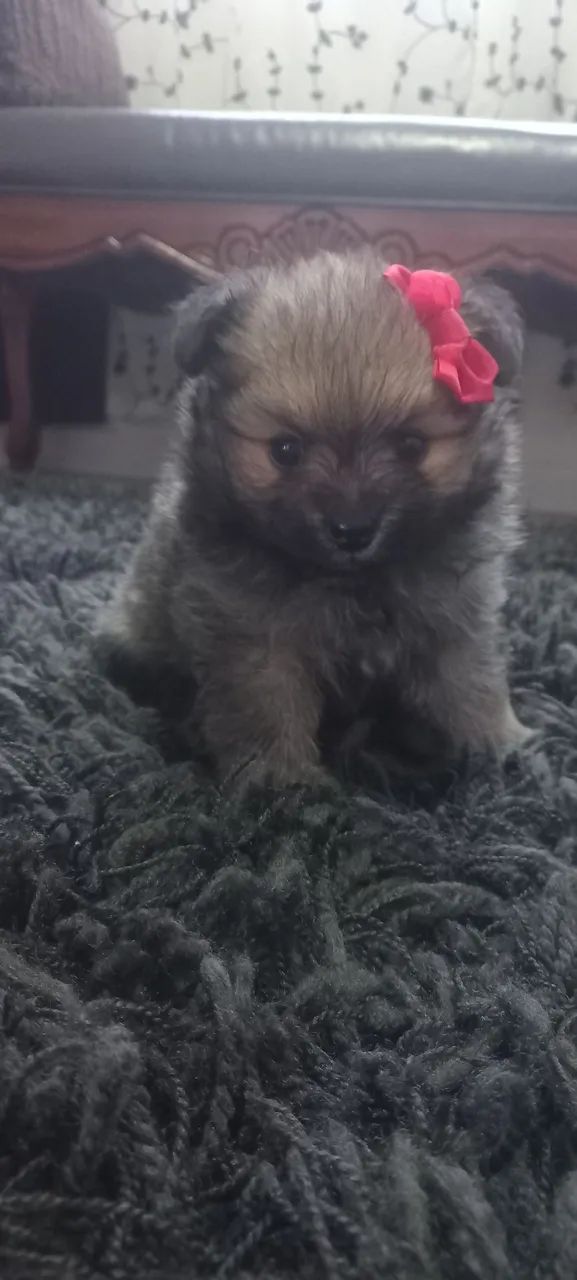 Spitz alemão fêmea 