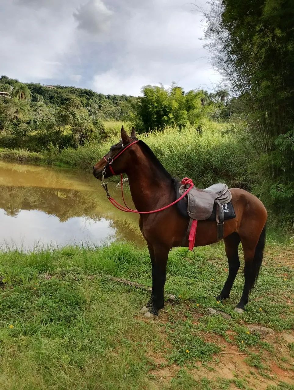 Cavalo  - Foto 4