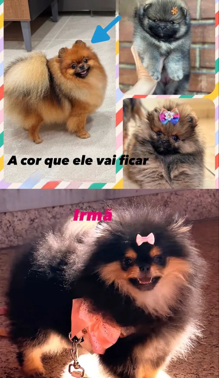 Bebê urso Lulu  - Foto 5