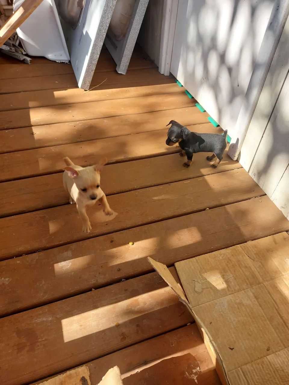 PINSCHER  MACHO 