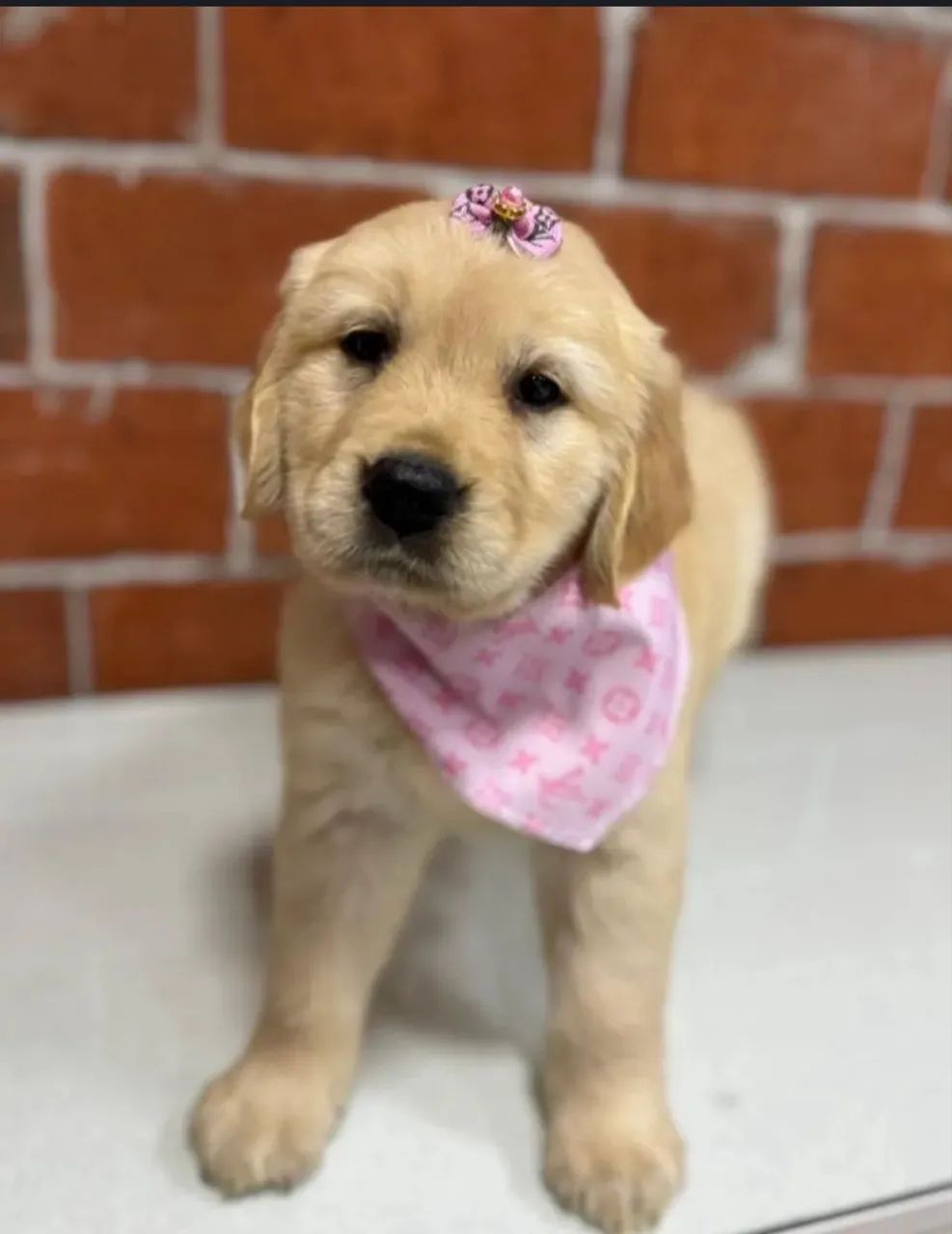 Golden Retriever para reserva
