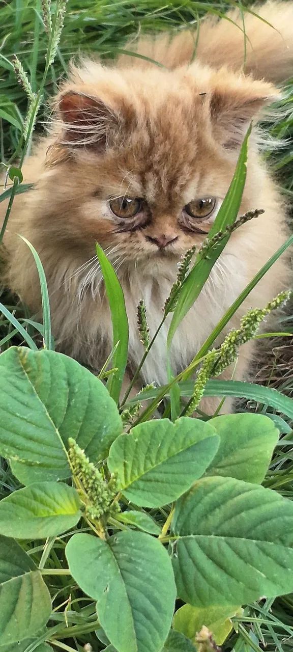 Filhote Persa show  - Foto 5