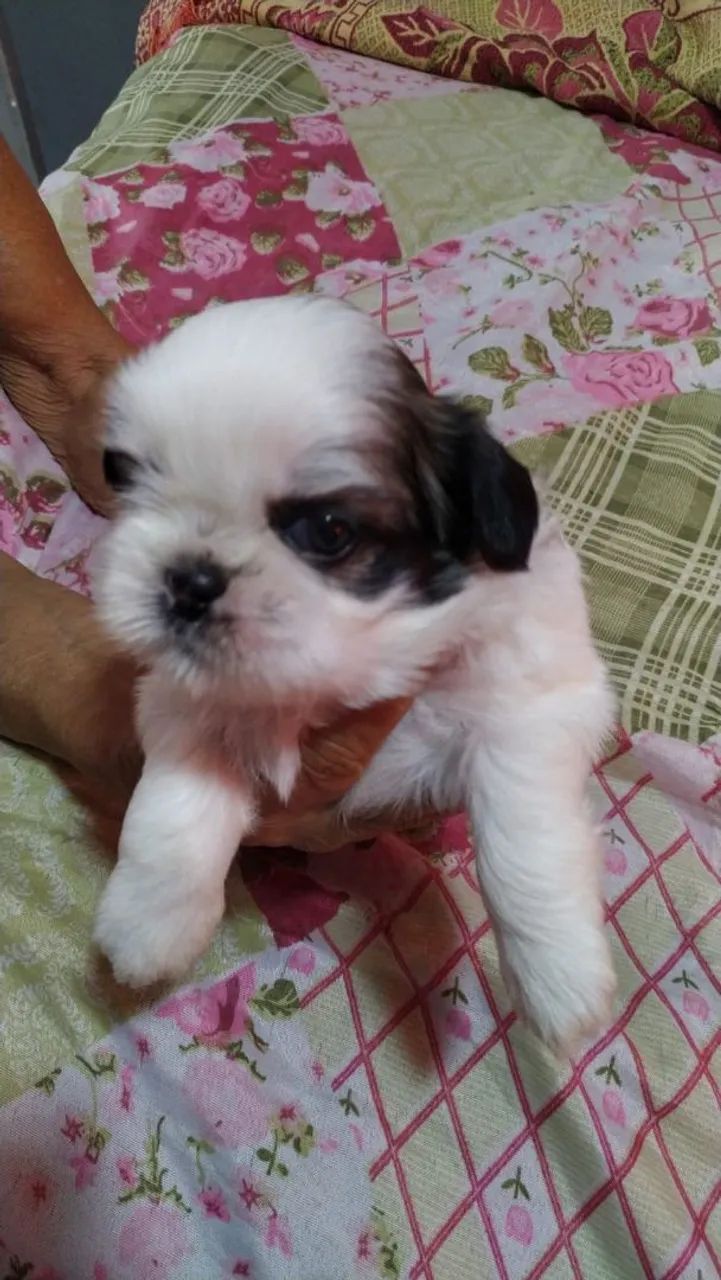 Vende se cachorro shitzu 