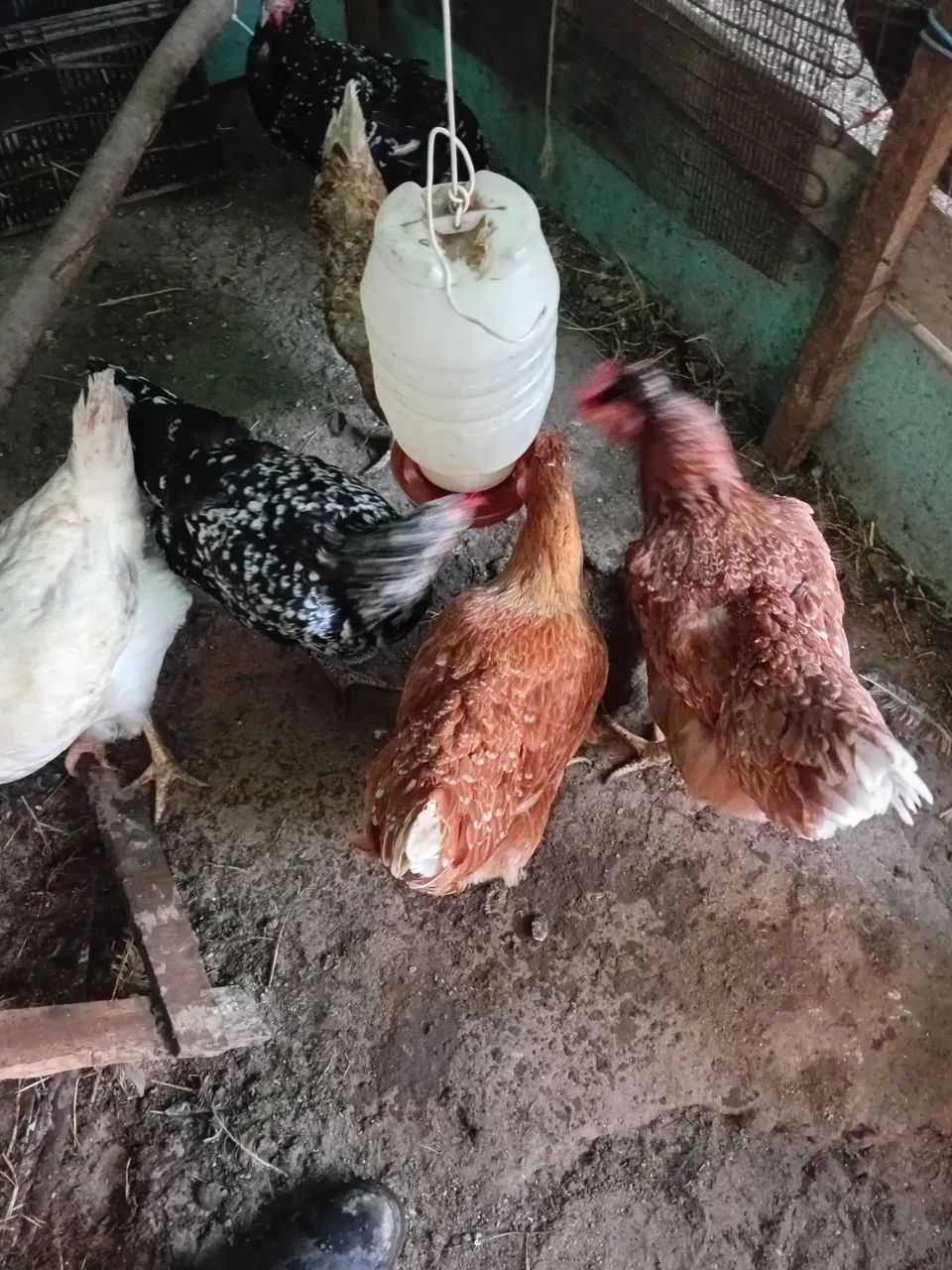 Galinha sertaneja balão  - Foto 3