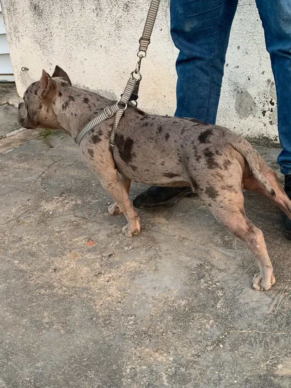 American bully - Foto 2