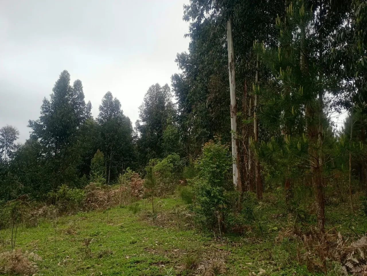 Chácara a Venda  - Foto 5