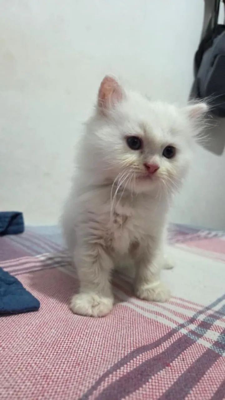 Gatos persa - Foto 5