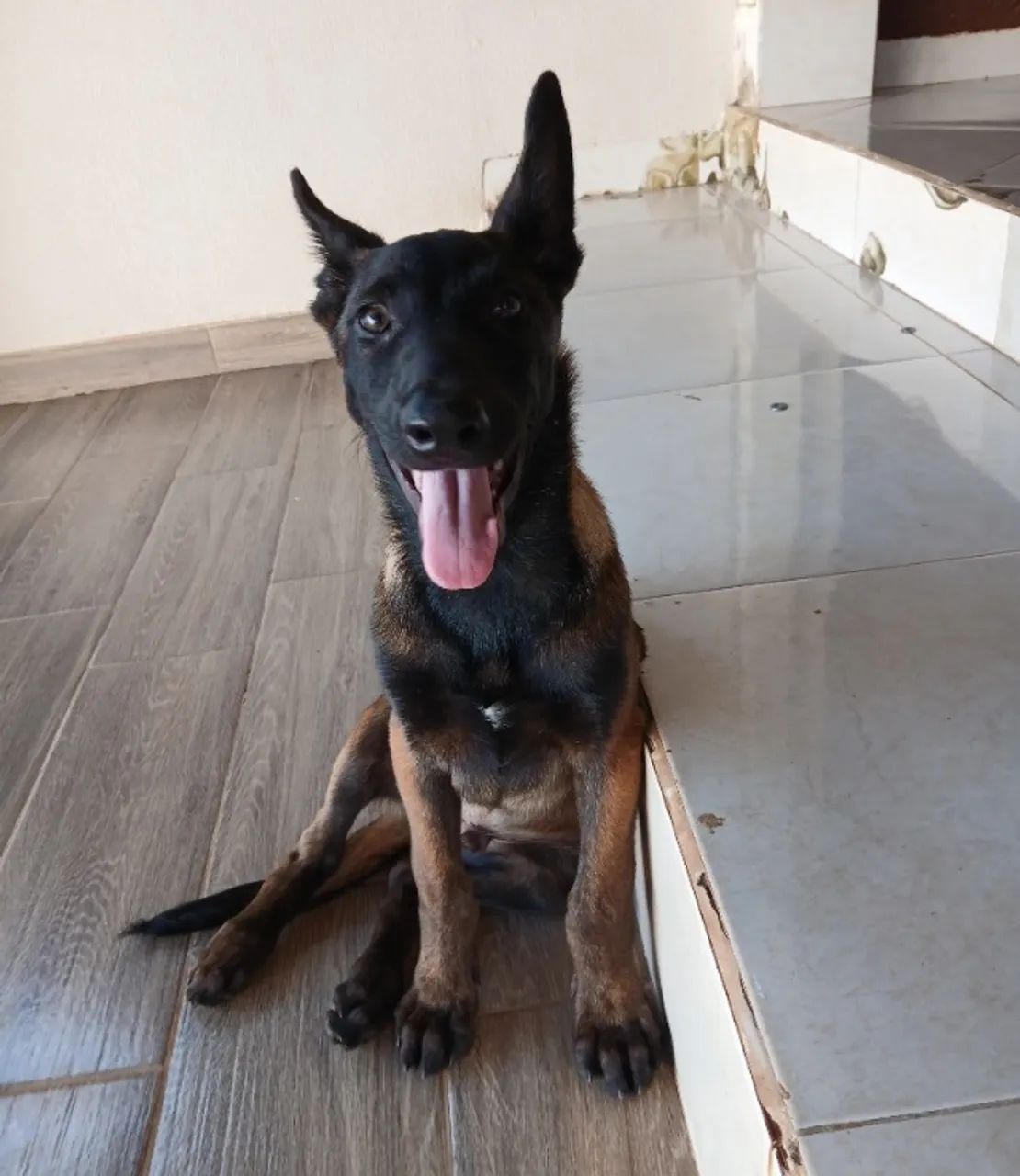 Pastor belga - Foto 2