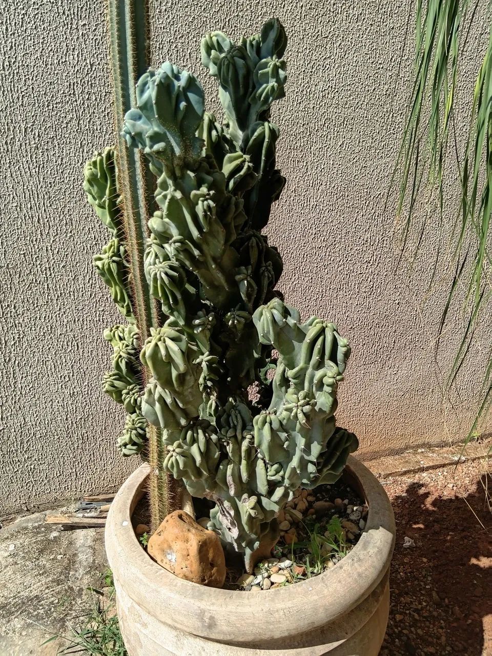 Vende se vaso e cactos - Foto 2