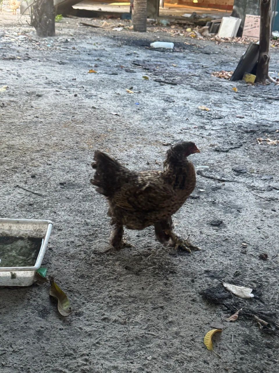 Galinhas Brahma - Foto 2