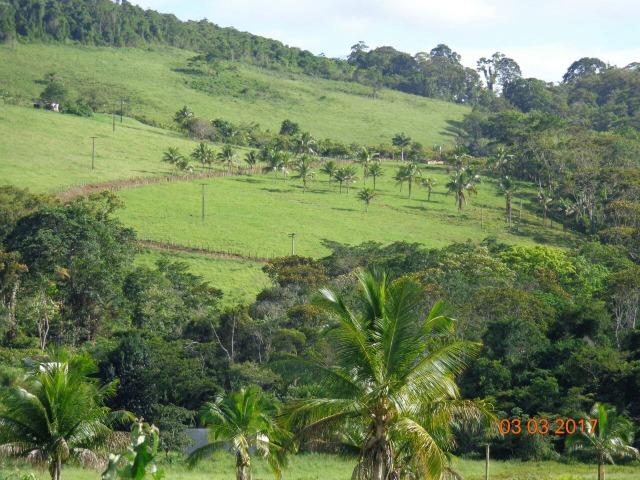 Vende fazenda de Cacau com 278 Ha - Camamu - BA - Foto 7