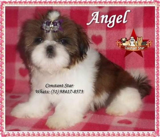 Shih Tzu de porte bem pequeno e Pedigree CBKC - Foto 5