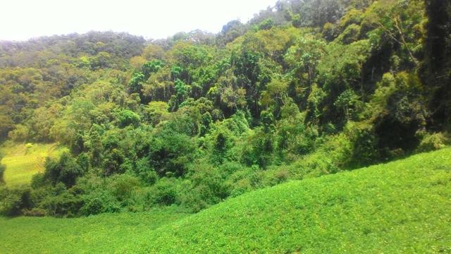 Lindo terreno de 2,8 hectares em Delfim Moreira Sul de Minas Gerais - Foto 7