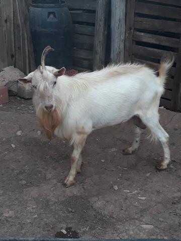 Cabras sanney - Foto 4