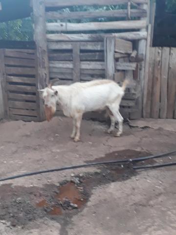 Cabras sanney - Foto 5