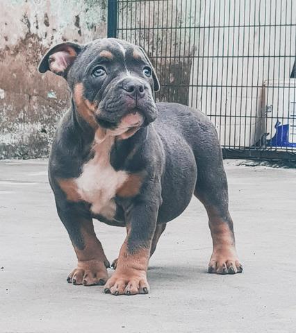 American Bully Tri Blue - Foto 4