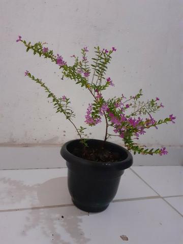 Planta Érika rosa