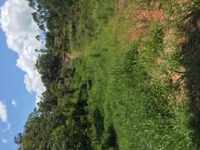 Vendo terreno rural camboriú - Foto 2