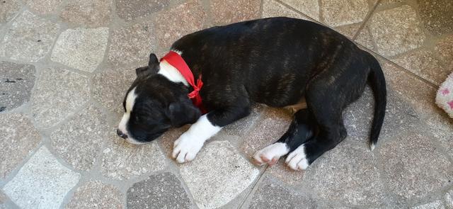 Filhote de pit bull - Foto 3