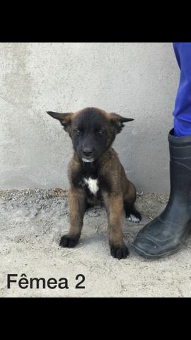Vende-se cachorro - Foto 2