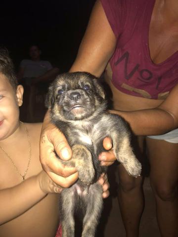 Vendo filhotes de pastor belga e rottweiler