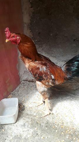 Vendo Galo - Foto 2