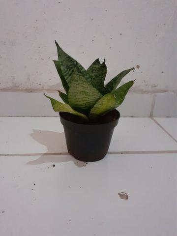 Mini espada de São Jorge! - Foto 4