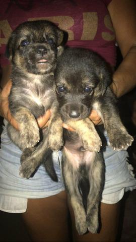 Vendo filhotes de pastor belga e rottweiler - Foto 3