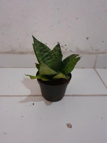Mini espada de São Jorge! - Foto 3