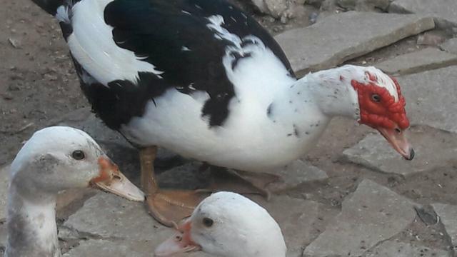 Pato na mesa