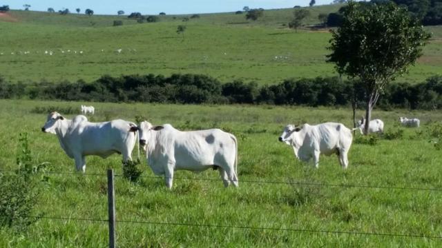Fazenda em Campo Grande 4mil hectares!!