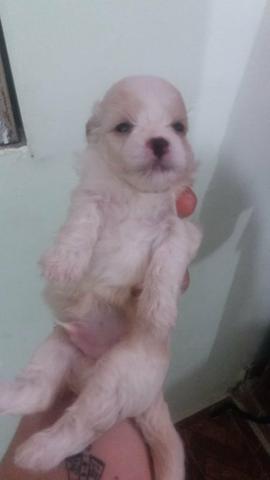 Poodle - Foto 6