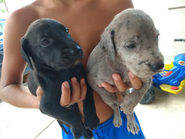 Dogue alemão - Foto 2