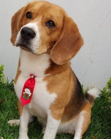Beagle