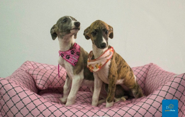 whippet olx