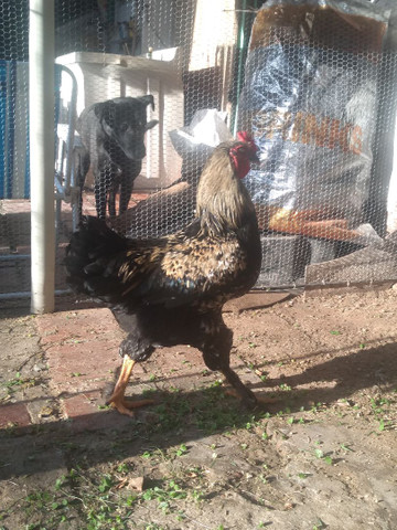 Vendo frango para galo - Foto 2