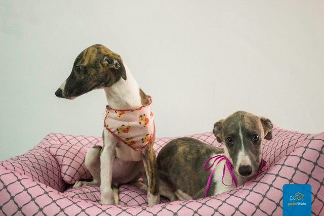 whippet olx