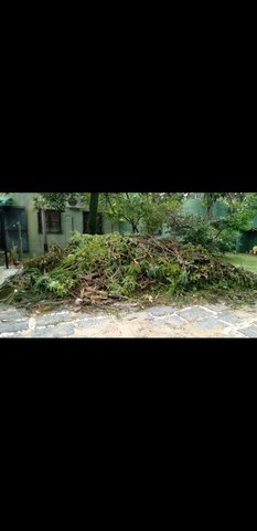  Poda frete e limpeza de casas apartamentos e terrenos *  - Foto 4